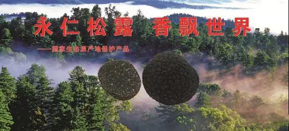 永仁县特产：永仁松露产业概况