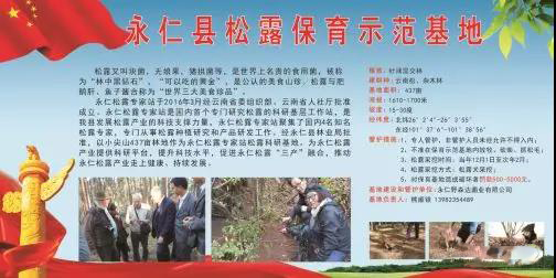 永仁县特产：永仁松露产业概况