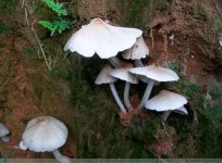 白皮鸡枞菌是野生的吗？