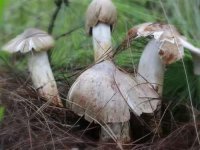 野生的鸡枞菌哪个月可以采到？鸡枞菌的辨别方法