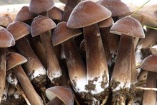 人工种植鸡枞菌种子有卖的吗