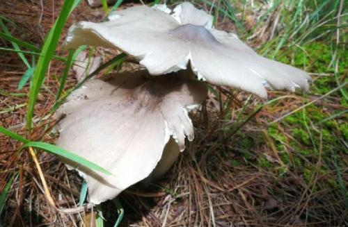 野生鸡枞菌一年能长几次