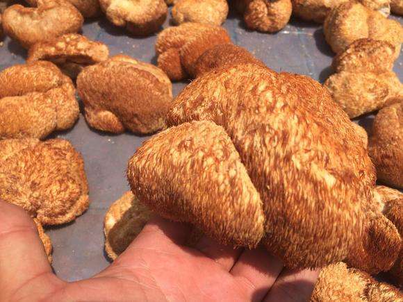 鲜猴头菇直接冷冻可以吗？鲜猴头菇的正确保存方法