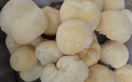 鲜猴头菇直接冷冻可以吗？鲜猴头菇的正确保存方法