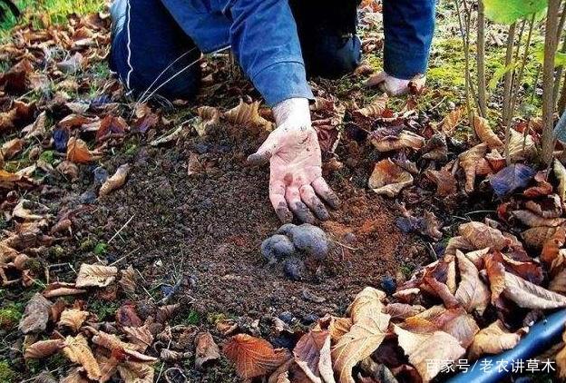 贵州哪里产黑松露?中国黑松露产地分布