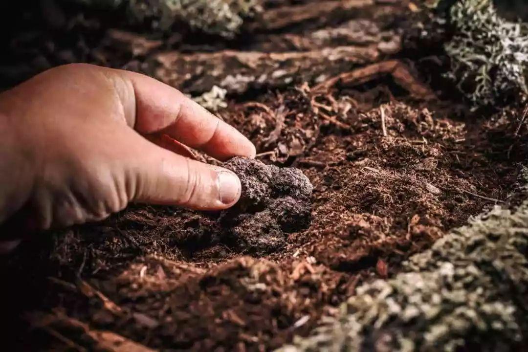 贵州哪里产黑松露?中国黑松露产地分布