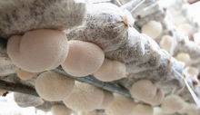 猴头菇对生长环境要哪些要求？