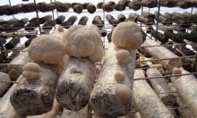 猴头菇种植选用什么样的配料好？