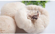 新鲜猴头菇怎么保存？新鲜猴头菇能冷冻保存吗？