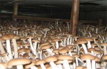 茶树菇的生长环境要求