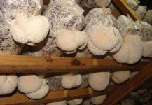 人工种植猴头菇需要注意哪些问题？