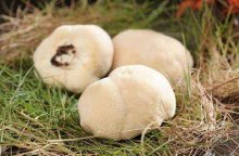 猴头菇的种植条件，介绍种植猴头菇需要的六大条件