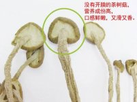 怎么判断茶树菇的好坏？干茶树菇煲汤的做法