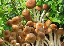 茶树菇多少钱一斤？茶树菇的种植前景怎么样？