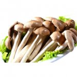 茶树菇属于蘑菇吗？
