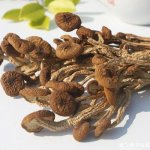 茶树菇多少钱一斤？有什么功效？