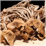 茶树菇的营养价值与适宜人群