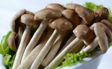 新鲜的茶树菇有怎样的功效和营养
