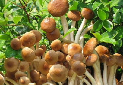 野生茶树菇是什么时候生长