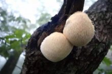 野生猴头菇鉴别，教你轻松区分野生猴头菇和种植猴头菇的方法