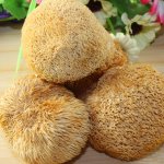海林猴头菇几月份有，适合小孩吃的猴头菇的做法