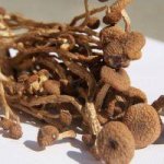 介绍一种茶树菇的美食做法