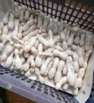 鸡腿菇多少钱一斤？鸡腿菇和杏鲍菇哪个贵？