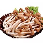 茶树菇排骨玉米汤的做法，茶树菇玉米排骨汤的食用价值有哪些？