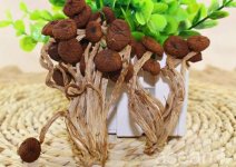 鲜茶树菇的作用与功效