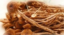 干茶树菇泡发窍门，茶树菇的营养成分