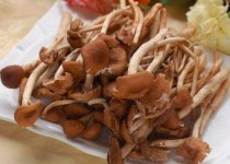 怎么辨别茶树菇坏了？怎么挑选优质的茶树菇？