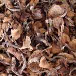 茶树茶树菇的功效与作用