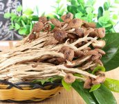 干锅茶树菇的做法大全