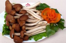 茶树菇的种植方法，茶树菇的吃法