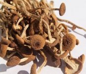 茶树菇炖猪心的功效