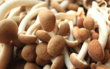 新鲜茶树菇的热量是多少？适合减肥期间吃吗？