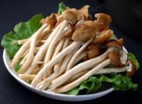 野生茶树菇怎么辨认，哪些人不适宜吃茶树菇