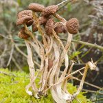 哺乳期可以吃茶树菇吗，茶树菇的营养成分
