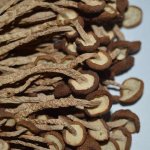 茶树菇的作用及禁忌
