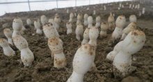 鸡腿菇的种植方法，鸡腿菇的生长环境条件