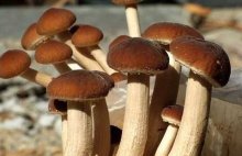 食用菌茶树菇菌种怎么管理及茶树菇栽培技术