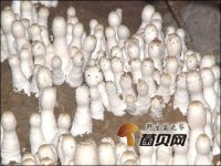 甘肃张掖甘州温室鸡腿菇新品种试种成功