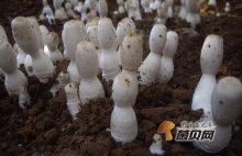 鸡腿菇怎么种植才能高产？