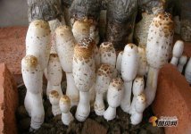 菌中新秀——鸡腿菇的七大功效