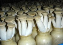 食用菌鸡腿菇经常在在哪培育