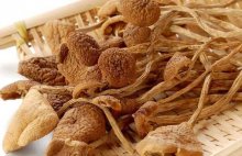茶树菇蘑菇怎么种植