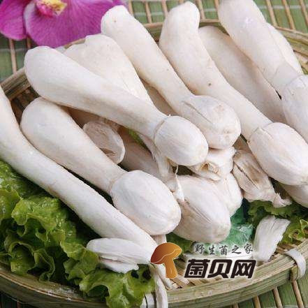 鸡腿菇的功效与作用是什么，吃法有哪些？