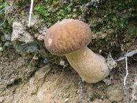 牛肝菌蘑菇长在哪里，牛肝菌有哪些成分