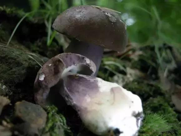 怎样鉴别毒蘑菇牛肝菌？有哪些技巧？