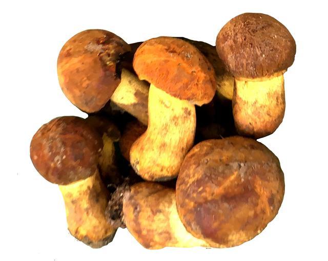 怎样鉴别毒蘑菇牛肝菌？有哪些技巧？